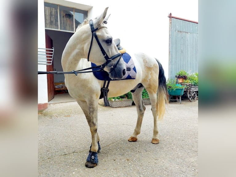 Altri pony/cavalli di piccola taglia Castrone 8 Anni 140 cm Grigio in Böheimkirchen