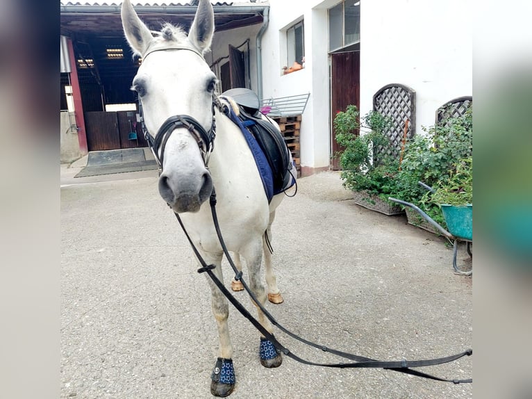 Altri pony/cavalli di piccola taglia Castrone 8 Anni 140 cm Grigio in Böheimkirchen