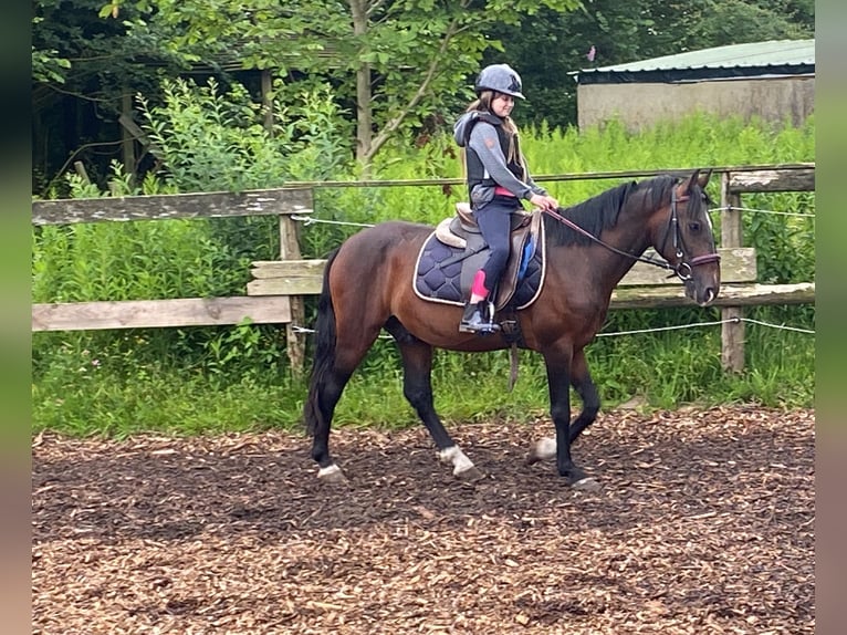 Altri pony/cavalli di piccola taglia Castrone 8 Anni 142 cm Baio in Helvesiek