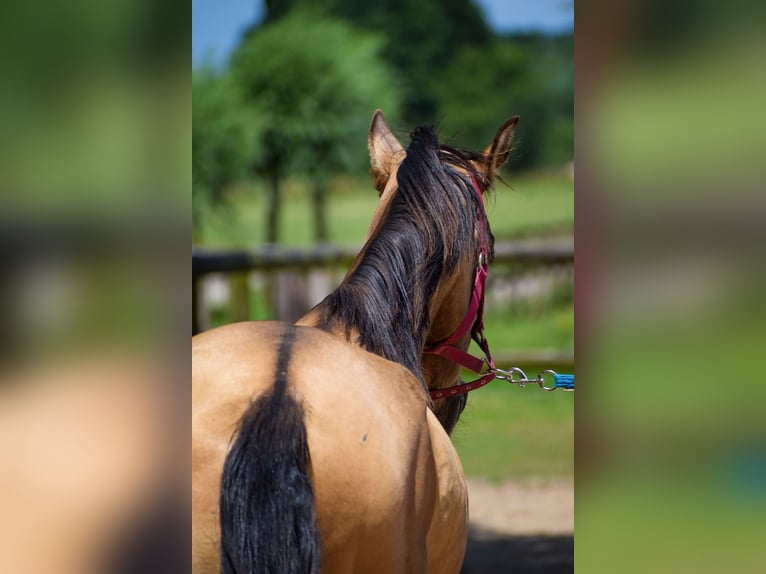 Altri pony/cavalli di piccola taglia Castrone 8 Anni 142 cm Pelle di daino in Giesbeek