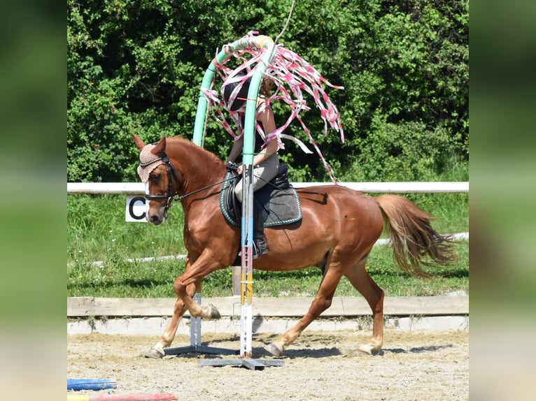 Altri pony/cavalli di piccola taglia Castrone 8 Anni 144 cm Sauro in Linz/Lichtenberg