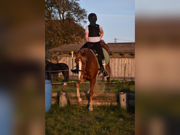 Altri pony/cavalli di piccola taglia Castrone 8 Anni 144 cm Sauro in Linz/Lichtenberg