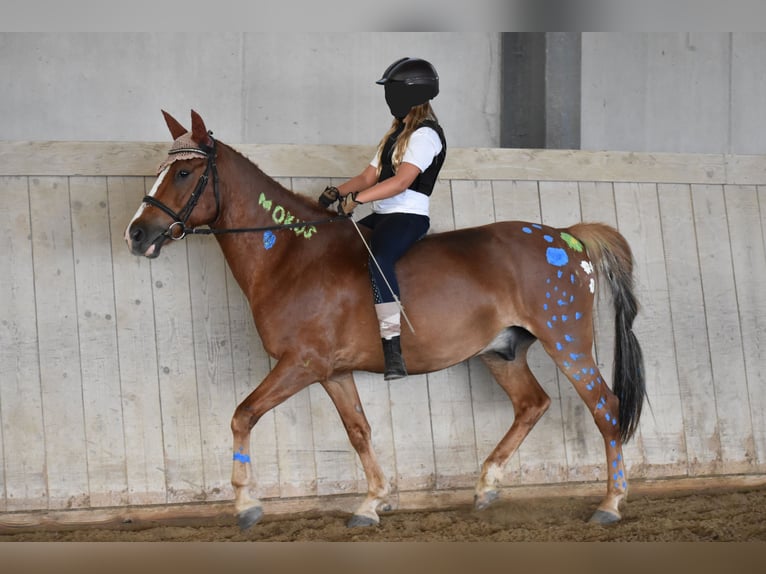 Altri pony/cavalli di piccola taglia Castrone 8 Anni 144 cm Sauro in Linz/Lichtenberg