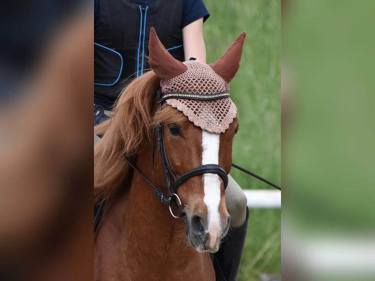 Altri pony/cavalli di piccola taglia Castrone 8 Anni 144 cm Sauro in Linz/Lichtenberg