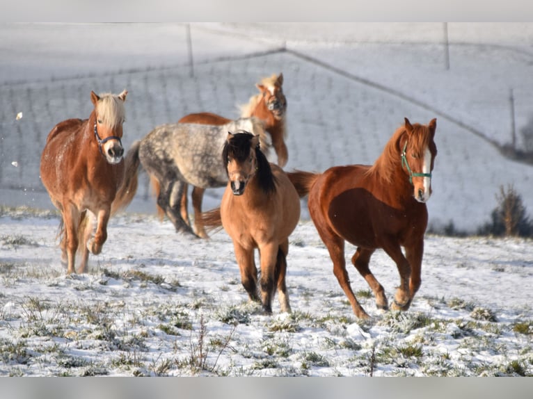 Altri pony/cavalli di piccola taglia Castrone 8 Anni 144 cm Sauro in Linz/Lichtenberg