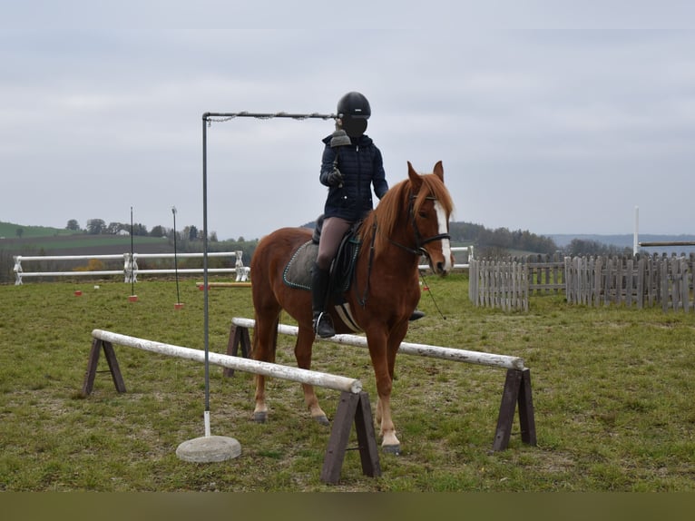 Altri pony/cavalli di piccola taglia Castrone 8 Anni 144 cm Sauro in Linz/Lichtenberg