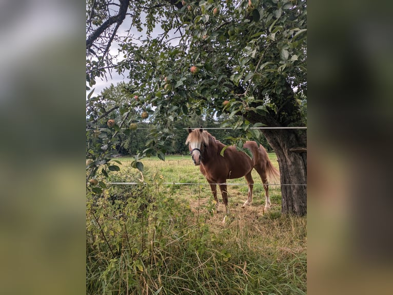 Altri pony/cavalli di piccola taglia Castrone 8 Anni 145 cm Sauro in Eschbronn