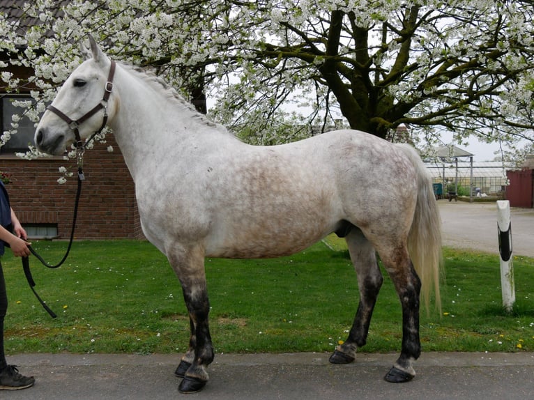 Altri pony/cavalli di piccola taglia Castrone 8 Anni 154 cm in Dorsten