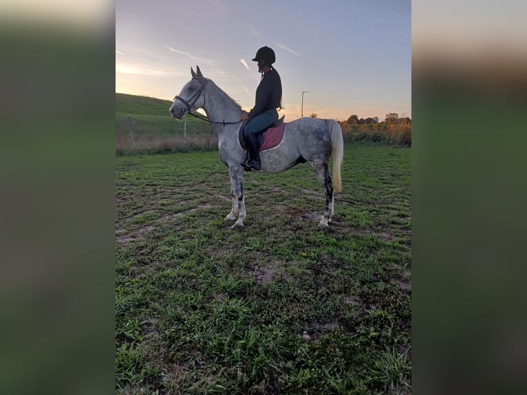 Altri pony/cavalli di piccola taglia Castrone 8 Anni 155 cm in Deggendorf