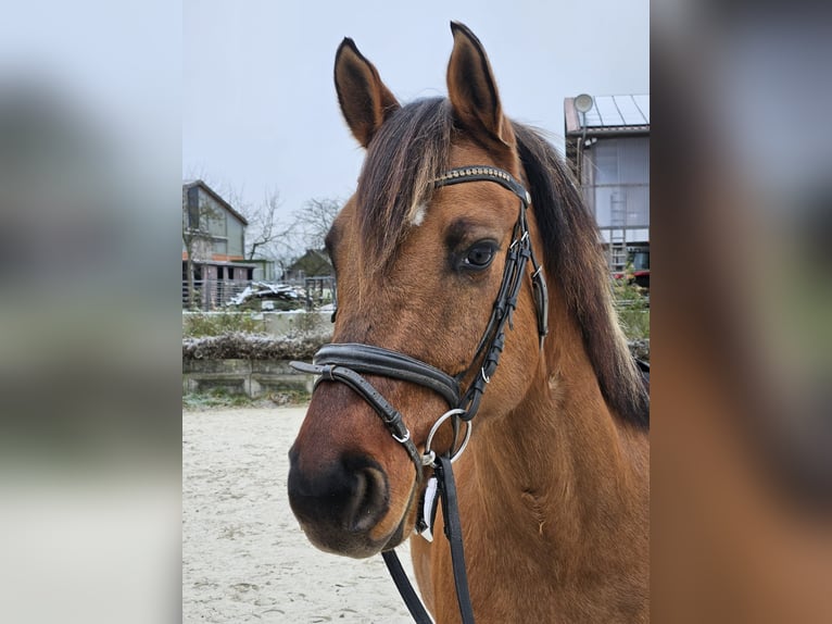 Altri pony/cavalli di piccola taglia Castrone 8 Anni 160 cm Baio chiaro in Calden