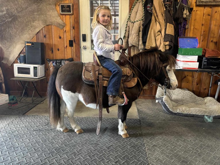 Altri pony/cavalli di piccola taglia Castrone 8 Anni 86 cm Pezzato in Greensburg