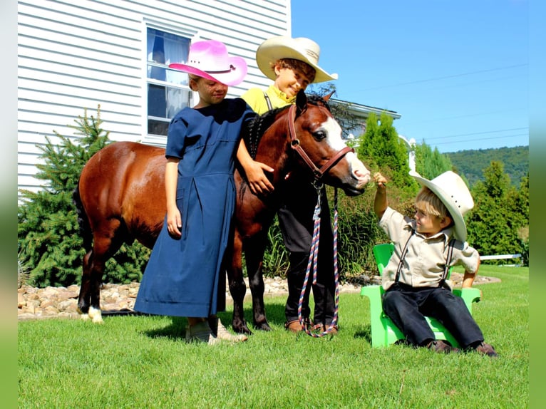 Altri pony/cavalli di piccola taglia Castrone 8 Anni 89 cm Baio ciliegia in Rebersburg