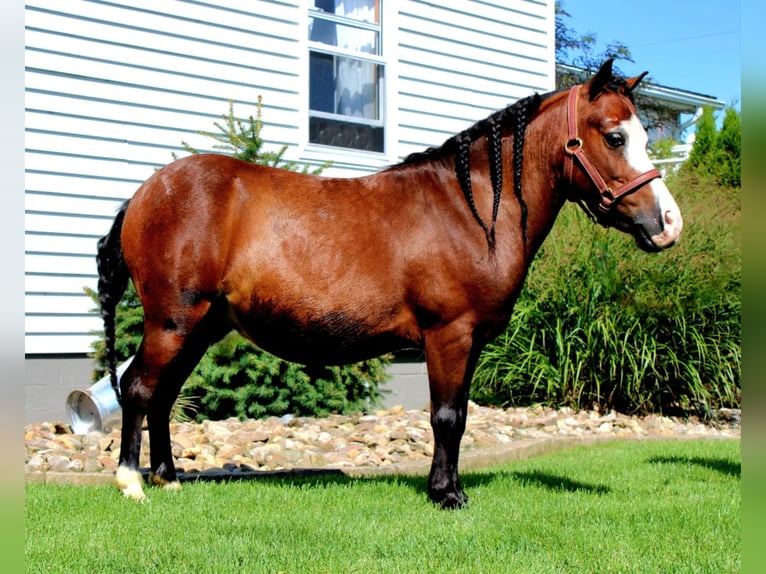 Altri pony/cavalli di piccola taglia Castrone 8 Anni 89 cm Baio ciliegia in Rebersburg