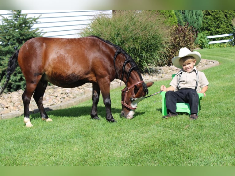 Altri pony/cavalli di piccola taglia Castrone 8 Anni 89 cm Baio ciliegia in Rebersburg