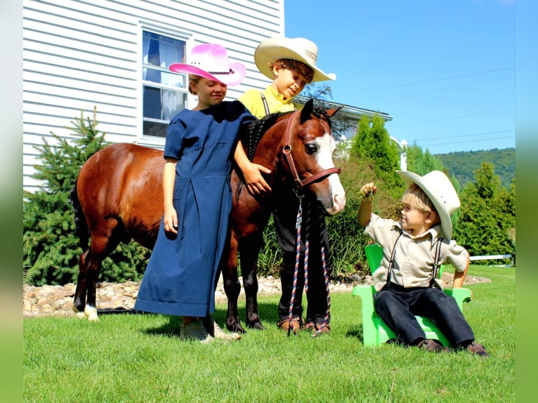 Altri pony/cavalli di piccola taglia Castrone 8 Anni 89 cm Baio ciliegia in Rebersburg