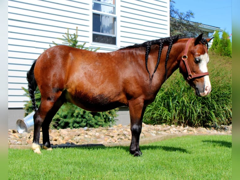 Altri pony/cavalli di piccola taglia Castrone 8 Anni 89 cm Baio ciliegia in Rebersburg