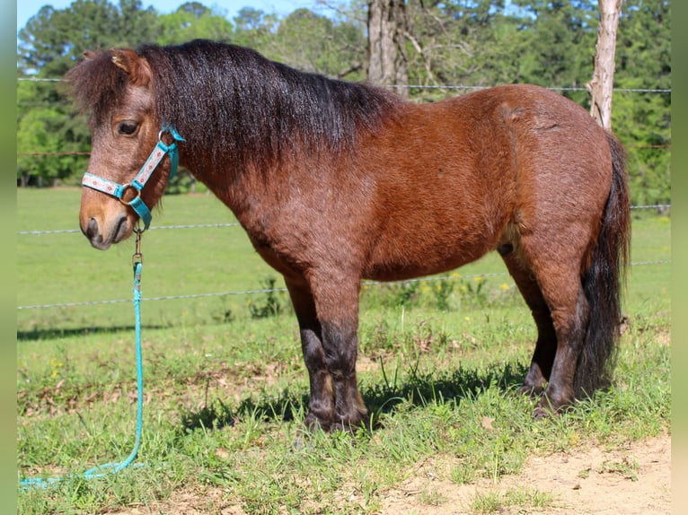 Altri pony/cavalli di piccola taglia Castrone 8 Anni 89 cm Baio roano in Rusk, TX