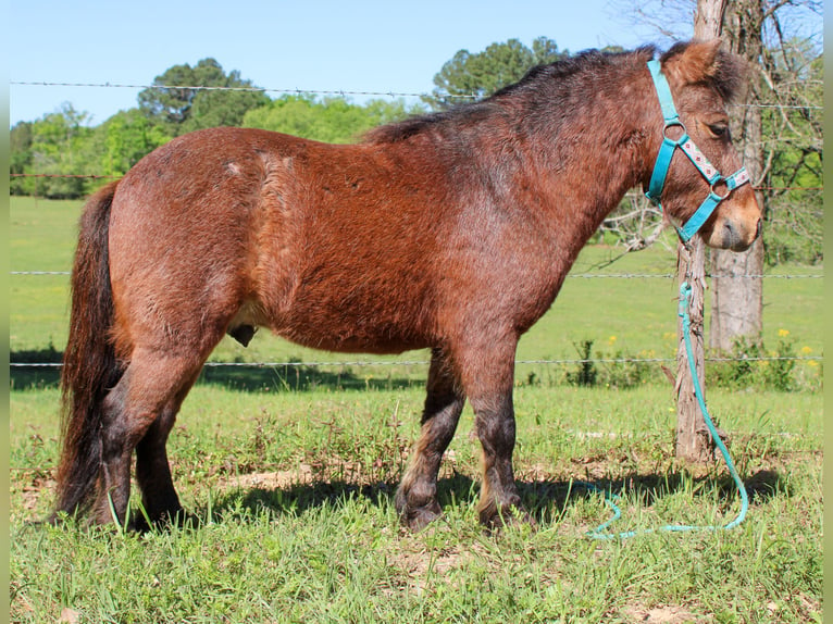 Altri pony/cavalli di piccola taglia Castrone 8 Anni 89 cm Baio roano in Rusk, TX