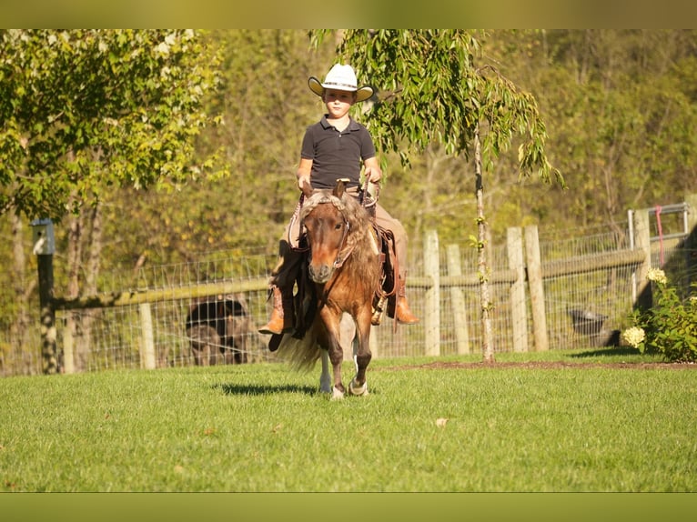 Altri pony/cavalli di piccola taglia Castrone 8 Anni 91 cm in Fresno, OH