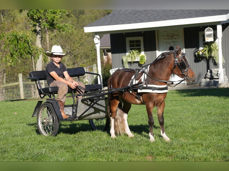 Altri pony/cavalli di piccola taglia Castrone 8 Anni 91 cm in Fresno, OH