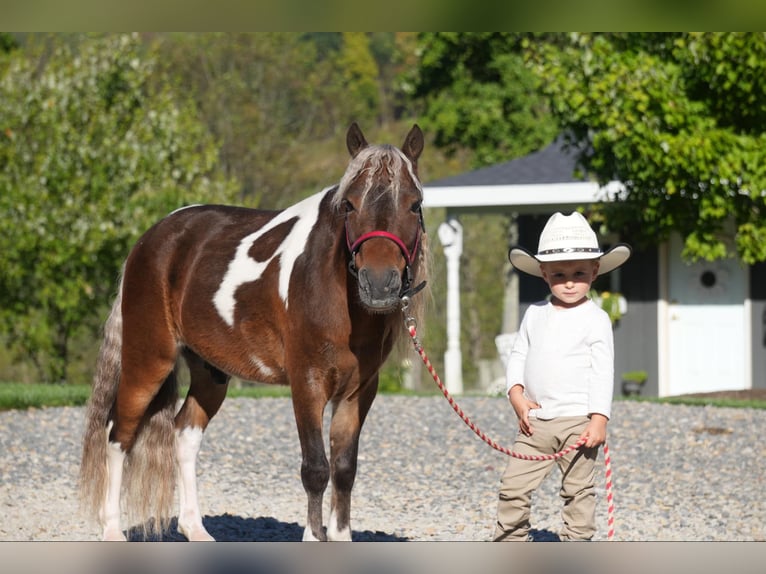 Altri pony/cavalli di piccola taglia Castrone 8 Anni 91 cm in Fresno, OH