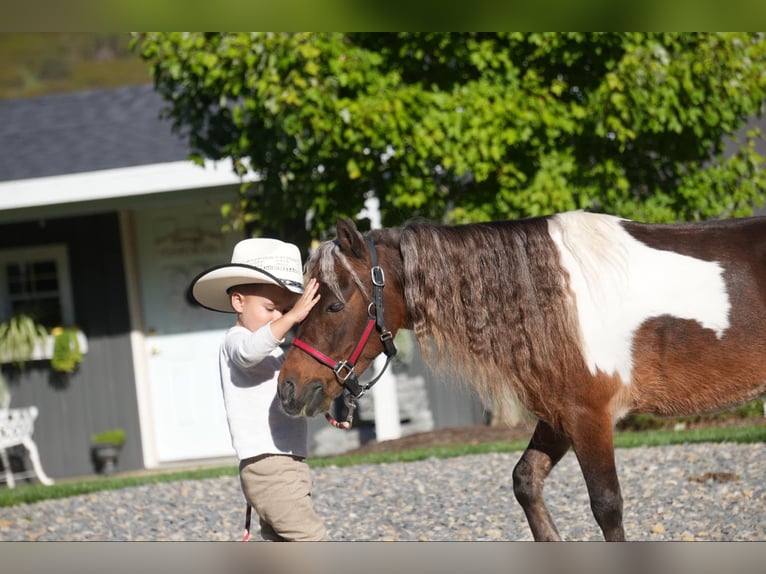 Altri pony/cavalli di piccola taglia Castrone 8 Anni 91 cm in Fresno, OH