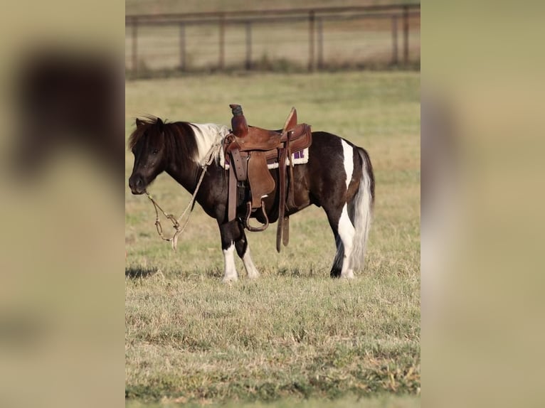 Altri pony/cavalli di piccola taglia Castrone 8 Anni 91 cm Morello in Joshua, TX