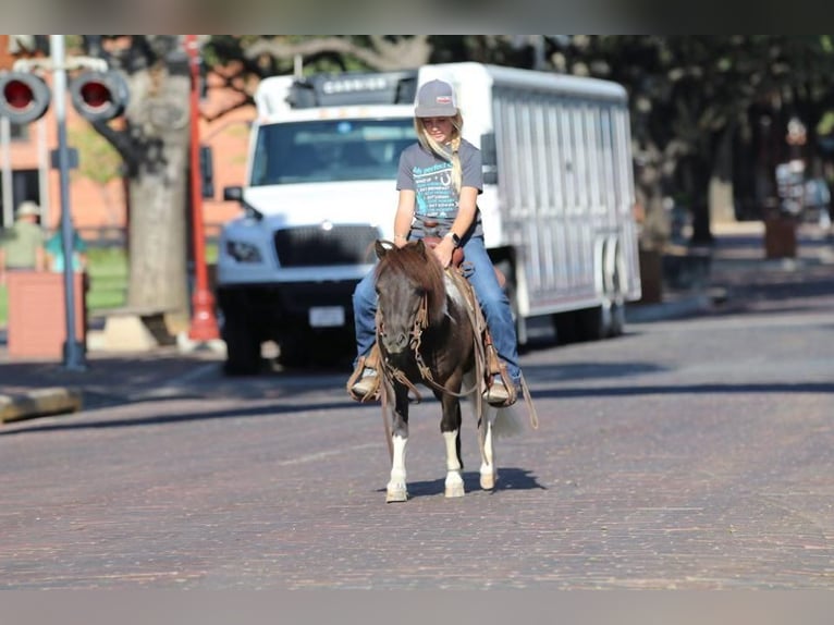 Altri pony/cavalli di piccola taglia Castrone 8 Anni 91 cm Morello in Joshua, TX