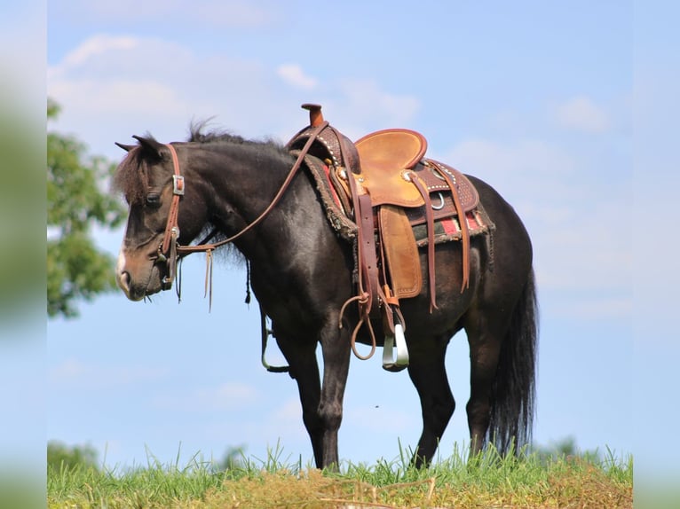 Altri pony/cavalli di piccola taglia Castrone 8 Anni 94 cm Morello in Rebersburg, PA