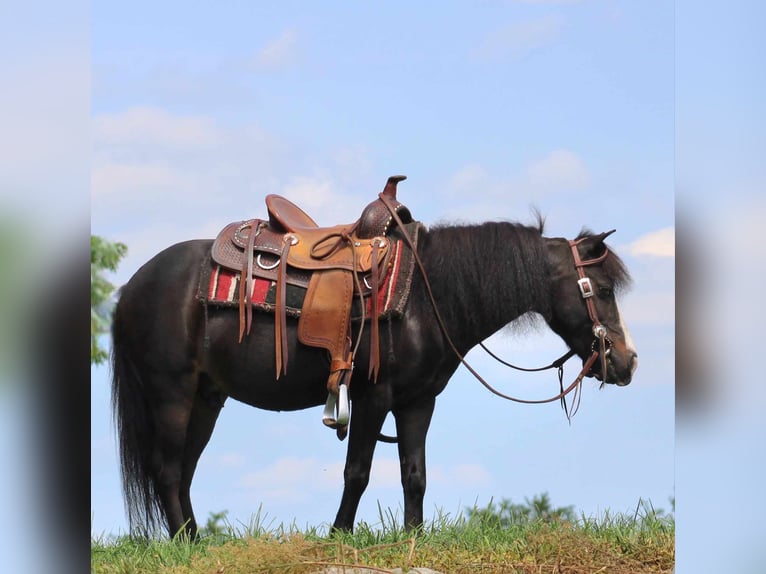 Altri pony/cavalli di piccola taglia Castrone 8 Anni 94 cm Morello in Rebersburg, PA