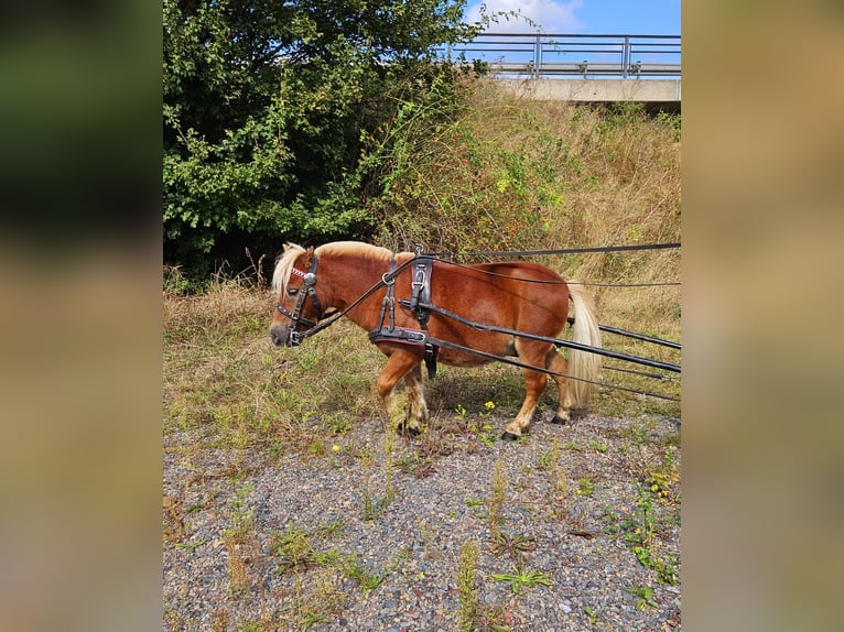 Altri pony/cavalli di piccola taglia Castrone 8 Anni 95 cm Sauro in Südharz