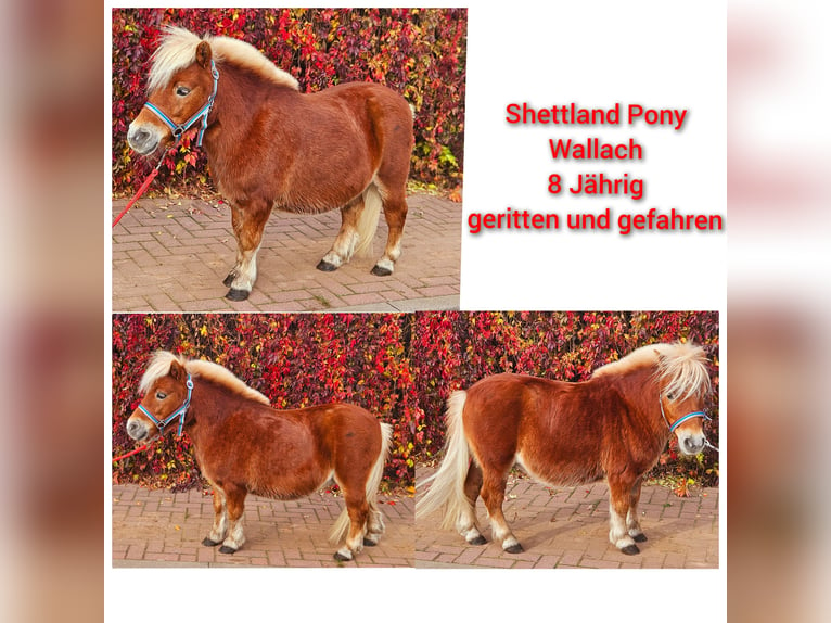 Altri pony/cavalli di piccola taglia Castrone 8 Anni 95 cm Sauro in Südharz