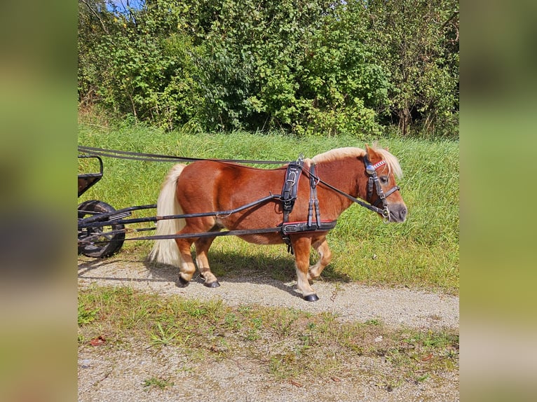 Altri pony/cavalli di piccola taglia Castrone 8 Anni 95 cm Sauro in Südharz