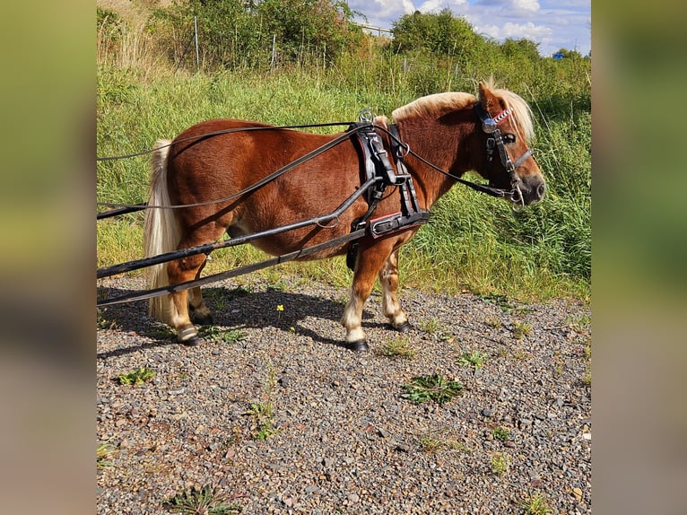 Altri pony/cavalli di piccola taglia Castrone 8 Anni 95 cm Sauro in Südharz