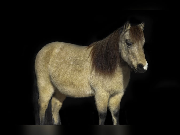 Altri pony/cavalli di piccola taglia Castrone 8 Anni 97 cm Pelle di daino in Nevis, MN