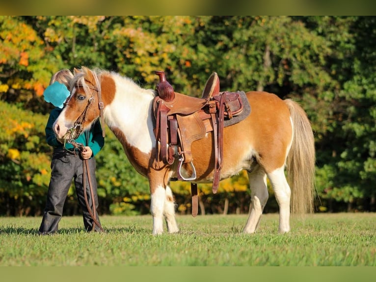 Altri pony/cavalli di piccola taglia Castrone 8 Anni 97 cm Sauro ciliegia in Cranberry Township