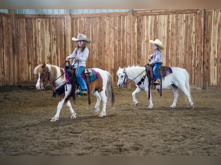 Altri pony/cavalli di piccola taglia Castrone 9 Anni 102 cm in Valley Springs, SD