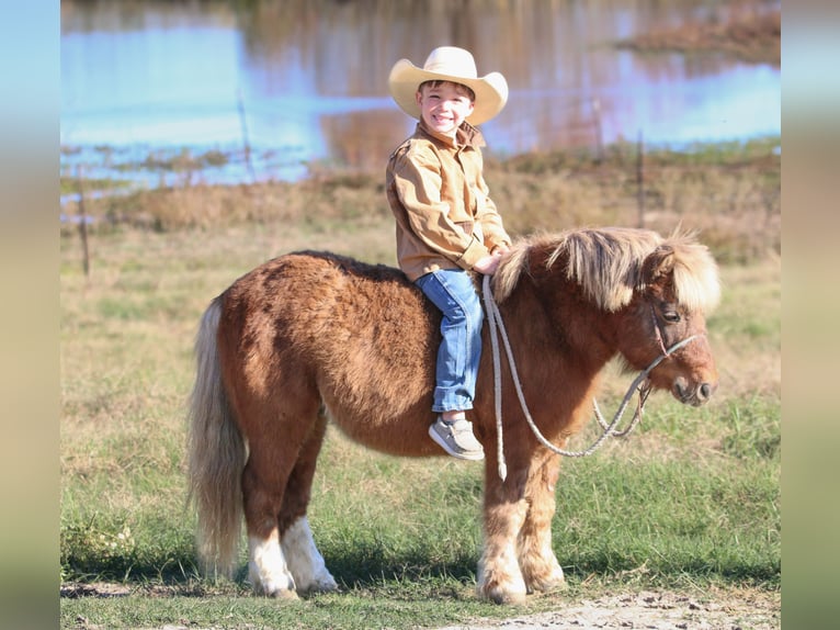 Altri pony/cavalli di piccola taglia Castrone 9 Anni 102 cm Falbo in Carthage