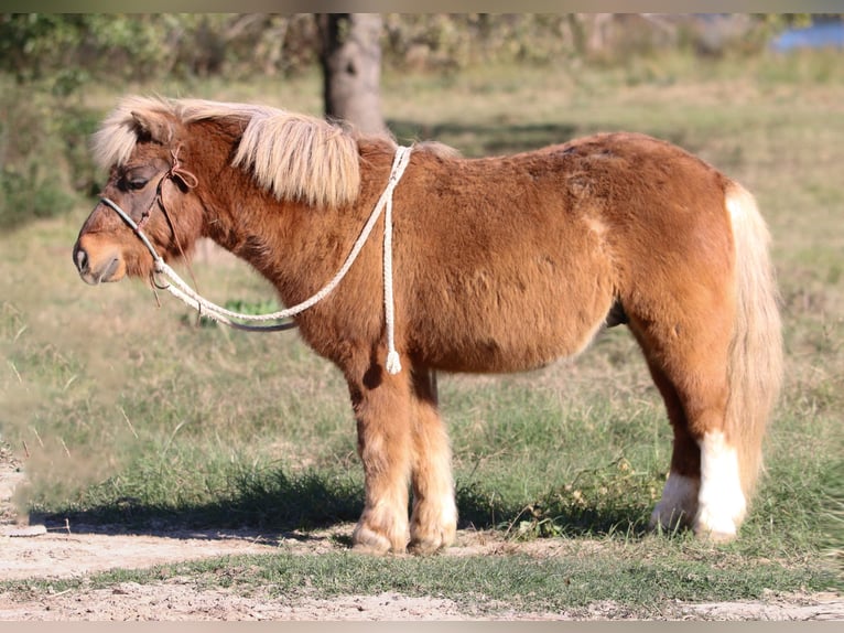 Altri pony/cavalli di piccola taglia Castrone 9 Anni 102 cm Falbo in Carthage