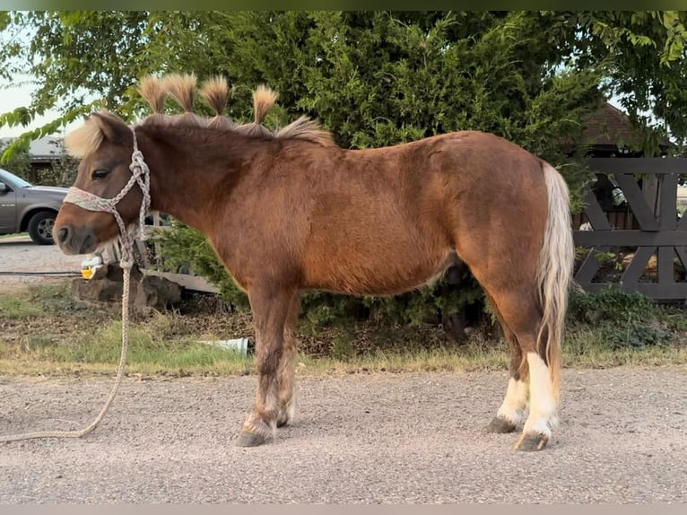 Altri pony/cavalli di piccola taglia Castrone 9 Anni 102 cm Falbo in Carthage