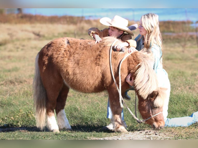 Altri pony/cavalli di piccola taglia Castrone 9 Anni 102 cm Falbo in Carthage