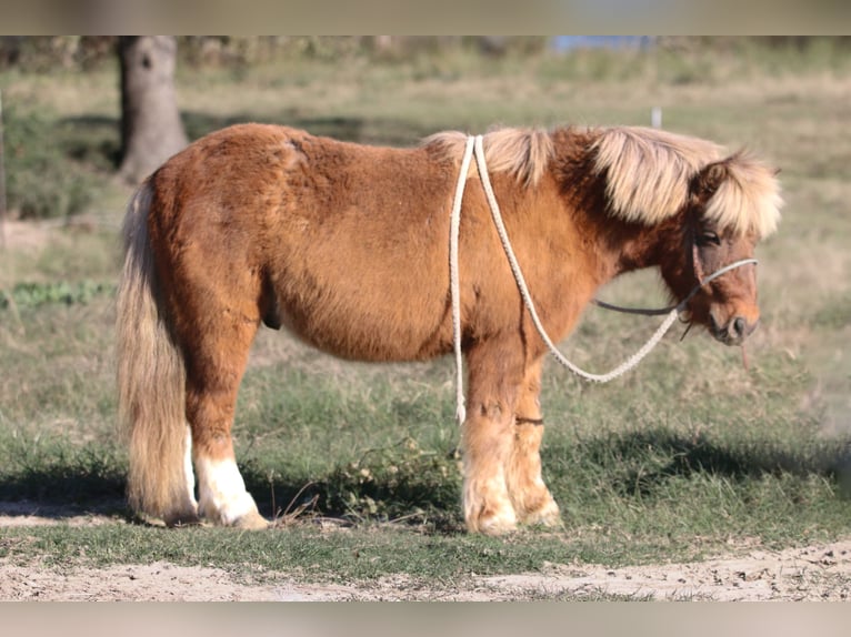 Altri pony/cavalli di piccola taglia Castrone 9 Anni 102 cm Falbo in Carthage