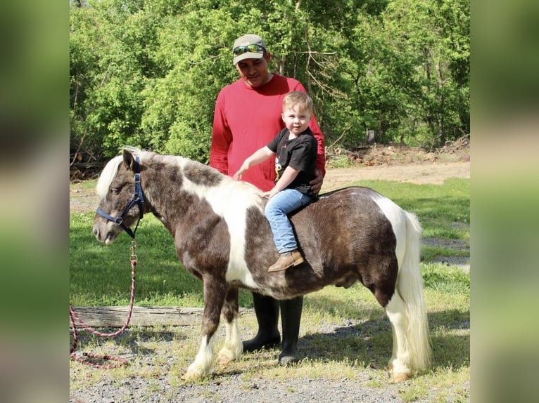 Altri pony/cavalli di piccola taglia Castrone 9 Anni 102 cm in Allentown, NJ