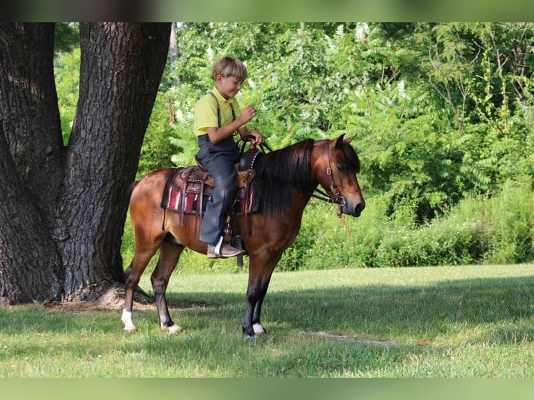 Altri pony/cavalli di piccola taglia Castrone 9 Anni 109 cm Baio ciliegia in Rebersburg, PA