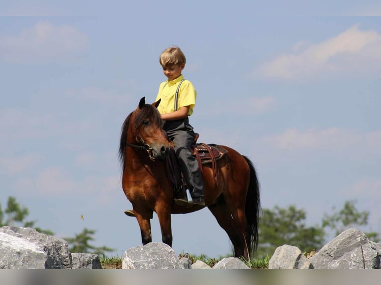 Altri pony/cavalli di piccola taglia Castrone 9 Anni 109 cm Baio ciliegia in Rebersburg, PA
