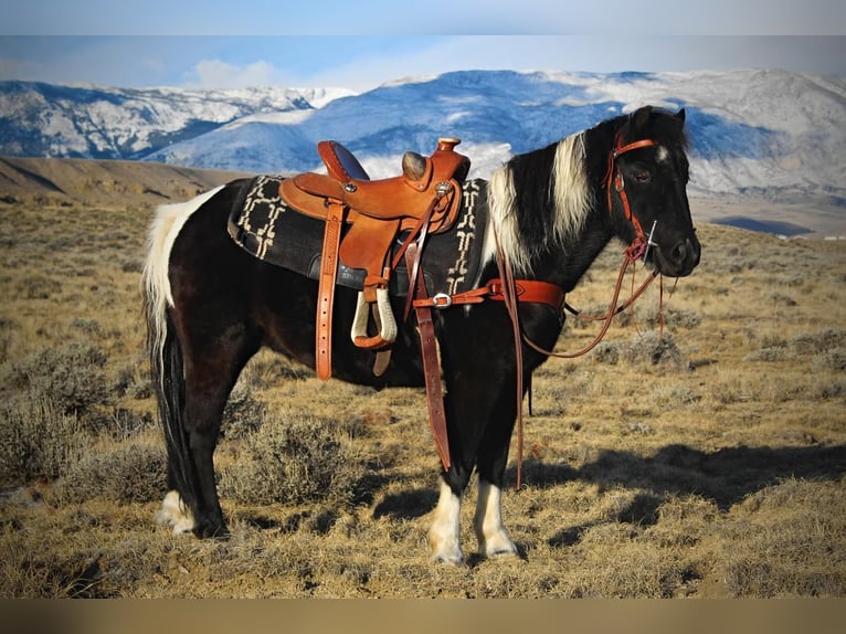 Altri pony/cavalli di piccola taglia Castrone 9 Anni 112 cm in Powell, WY