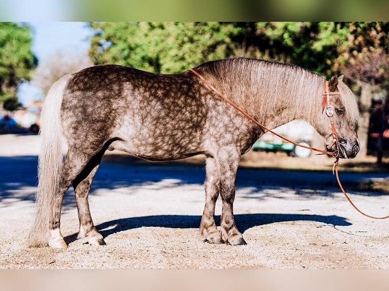 Altri pony/cavalli di piccola taglia Castrone 9 Anni 112 cm in Lipan