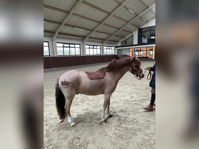 Altri pony/cavalli di piccola taglia Castrone 9 Anni 126 cm Sauro in Bladel