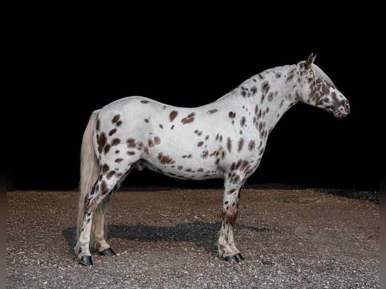 Altri pony/cavalli di piccola taglia Castrone 9 Anni 127 cm Bianco in Woodstock, IL