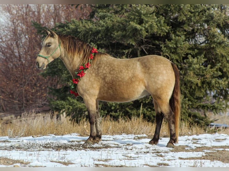 Altri pony/cavalli di piccola taglia Castrone 9 Anni 130 cm Pelle di daino in Cody, WY